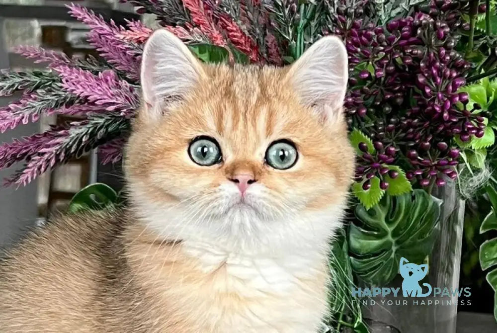 Megan British Shorthair male black golden shaded live animals