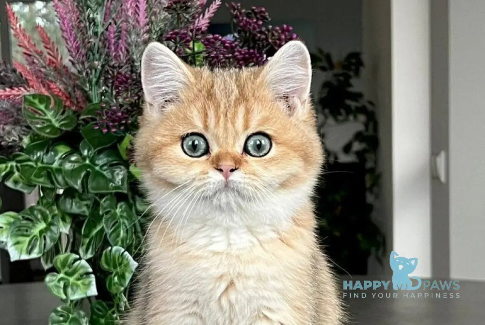 Megan British Shorthair male black golden shaded live animals