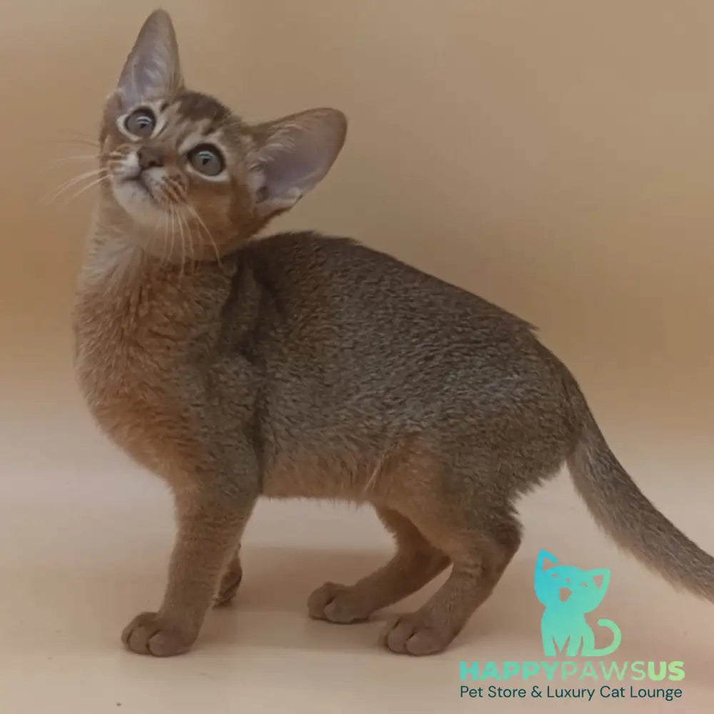 Megane Abyssinian female black - live animals