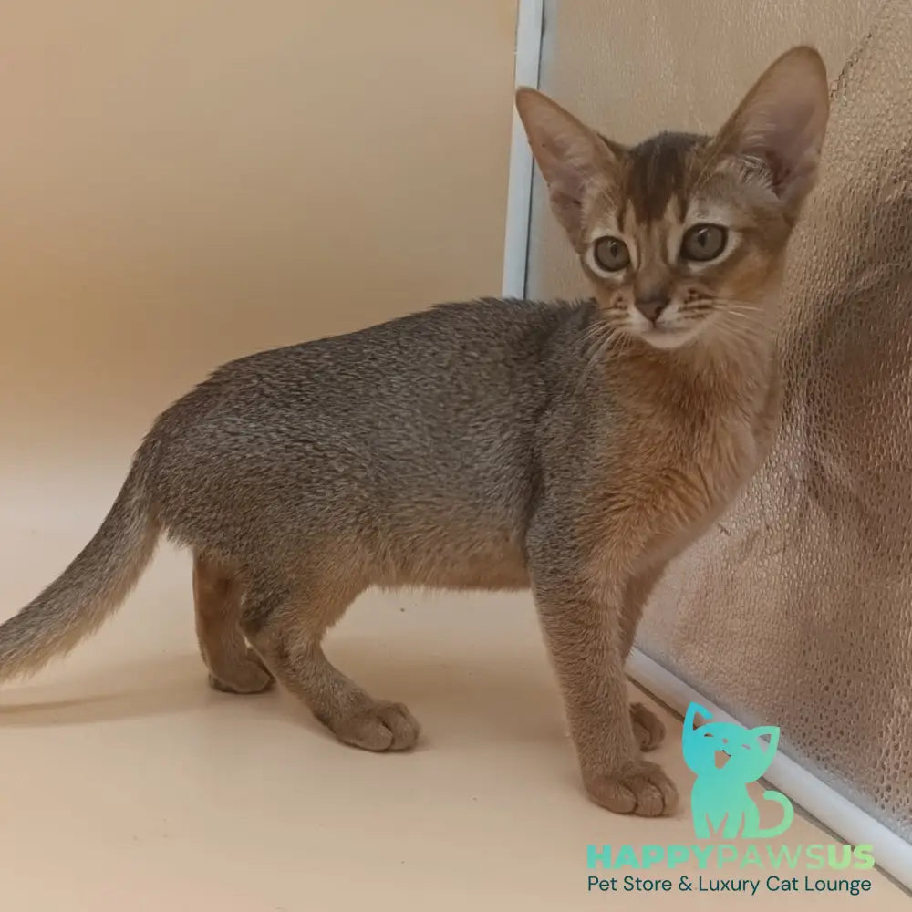 Megane Abyssinian female black - live animals
