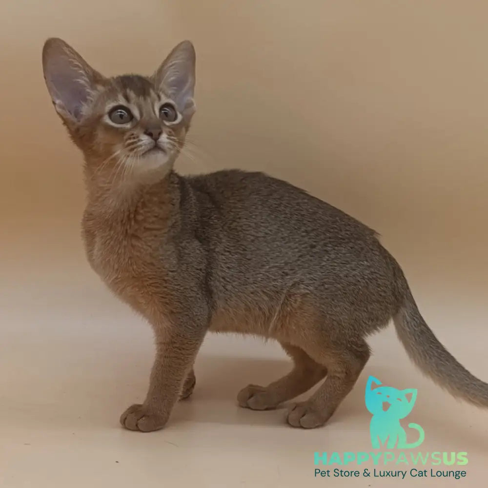 Megane Abyssinian female black - live animals
