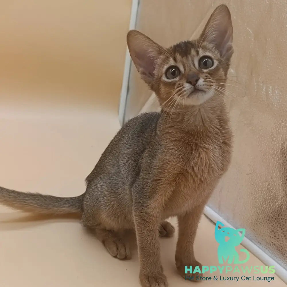 Megane Abyssinian female black - live animals
