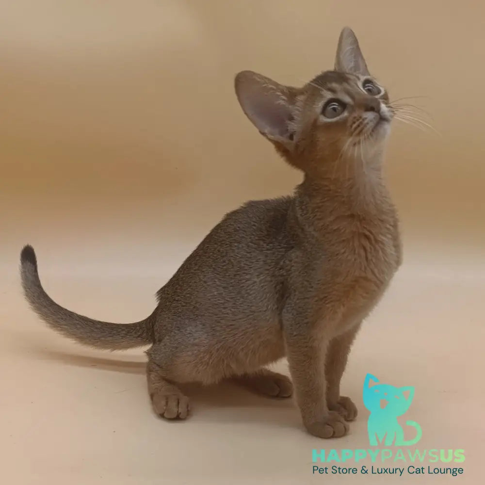 Megane Abyssinian female black - live animals