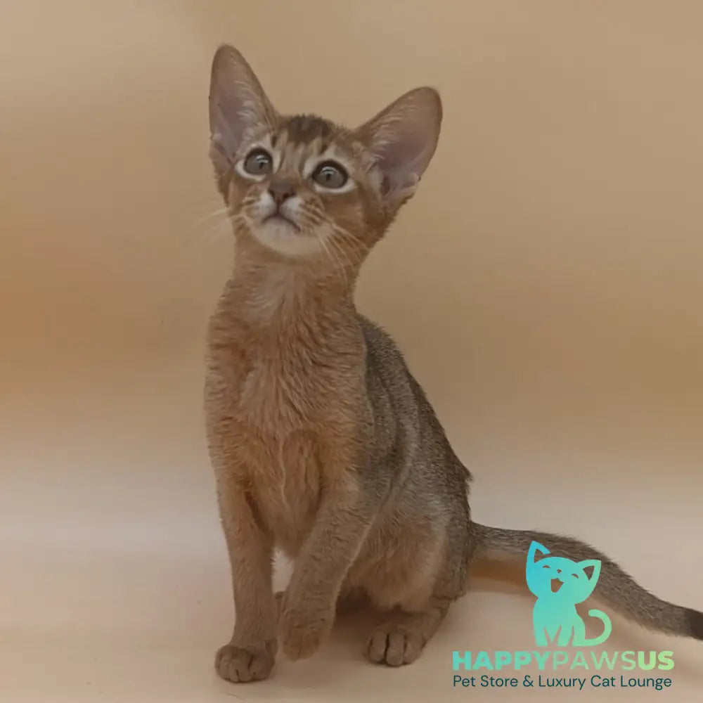 Megane Abyssinian female black - live animals