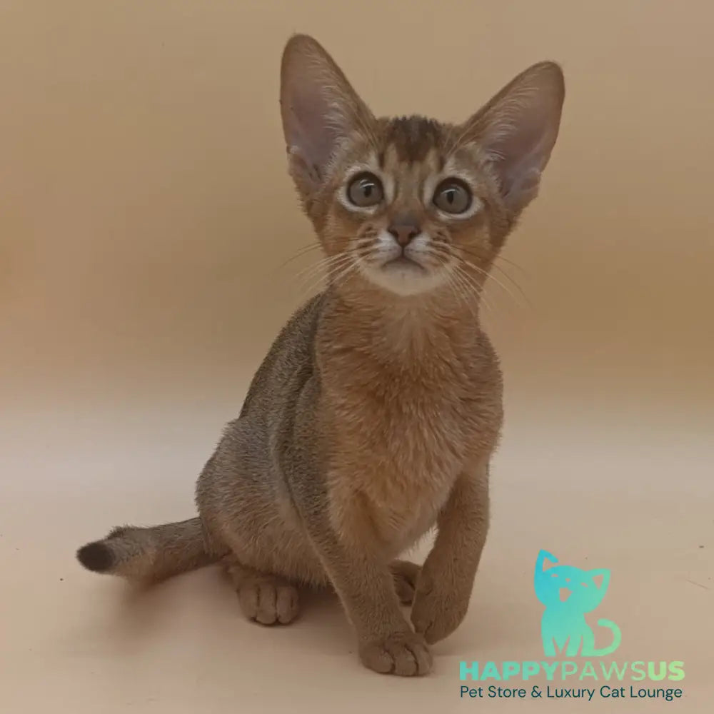 Megane Abyssinian female black - live animals