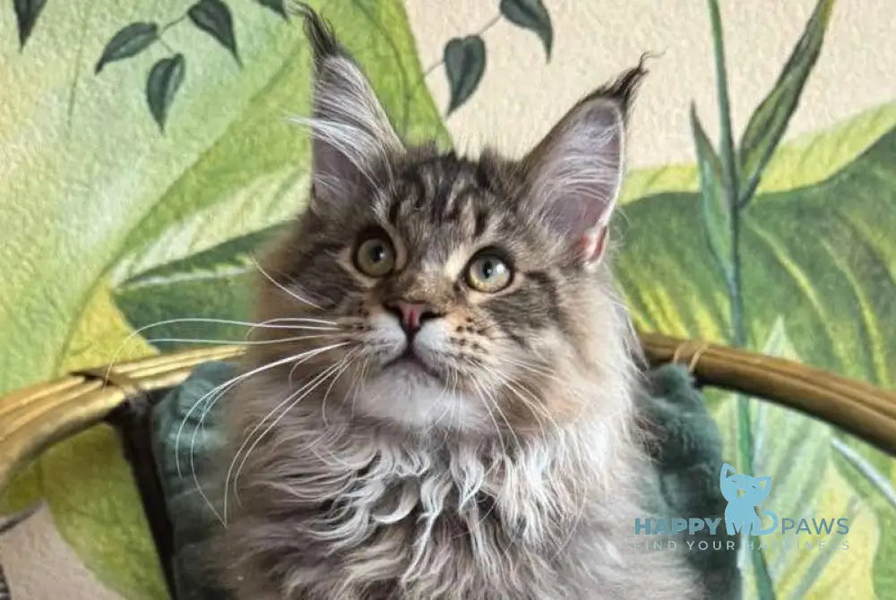 Mel Maine Coon male black tabby live animals