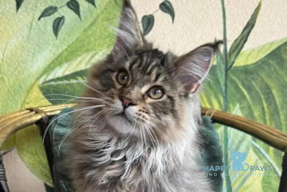 Mel Maine Coon male black tabby live animals