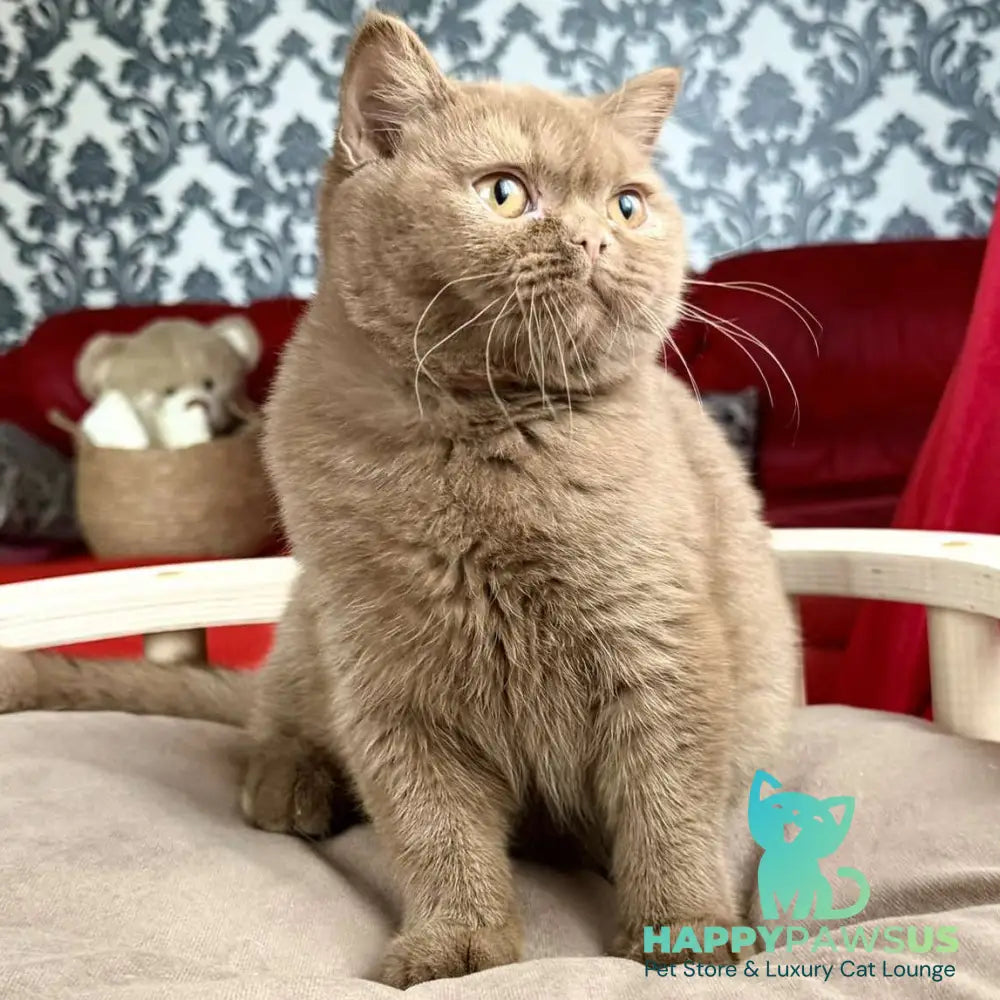 Melani British Shorthair male cinnamon - live animals