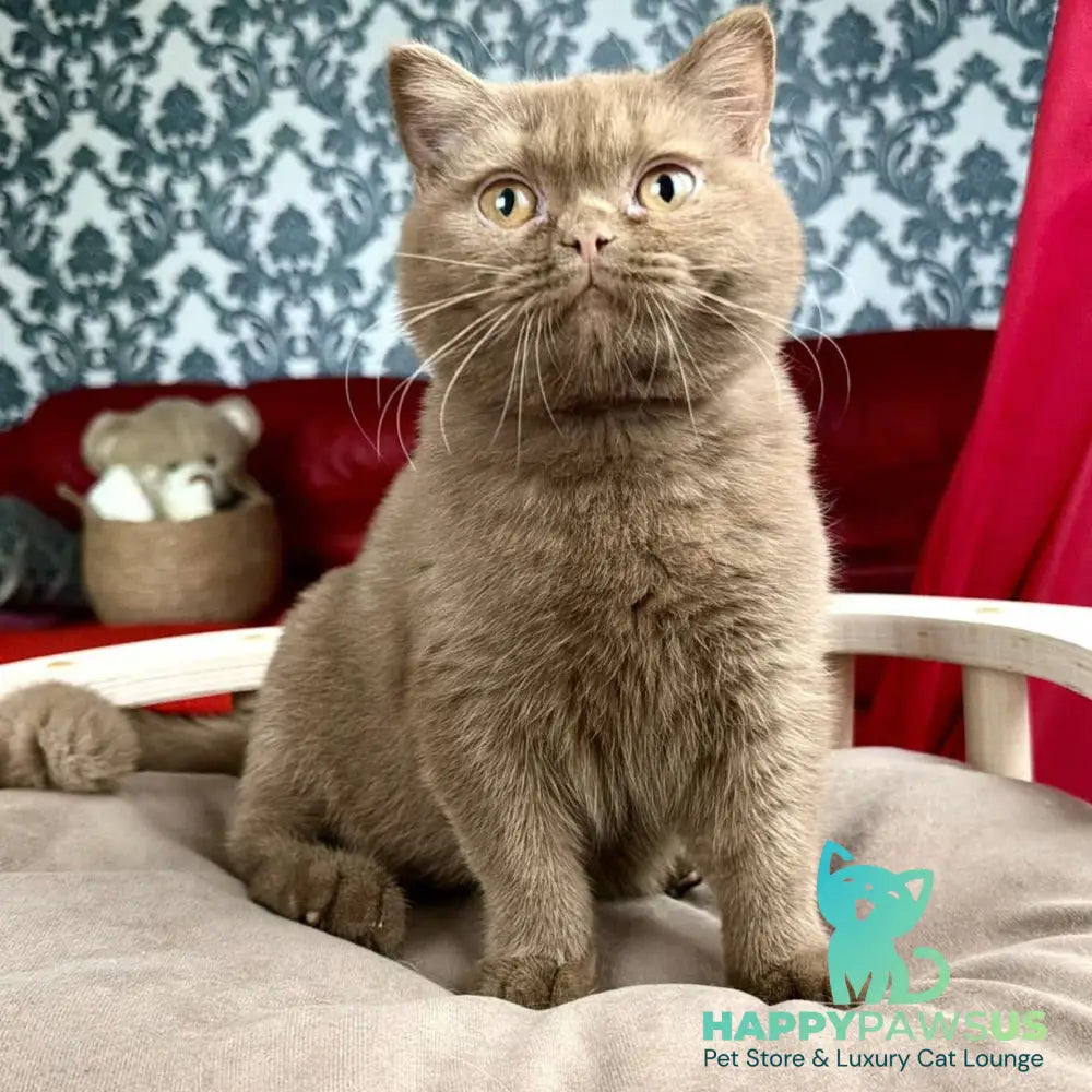 Melani British Shorthair male cinnamon - live animals