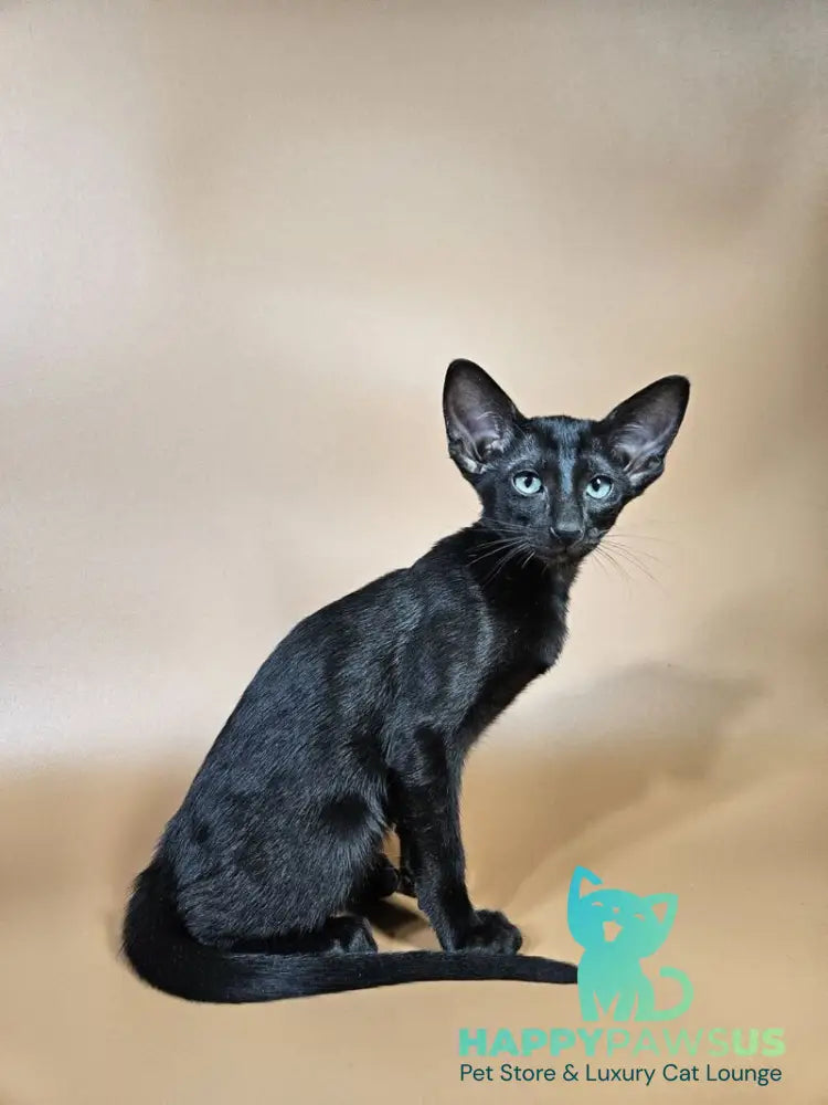 Melanica Oriental Shorthair female black live animals