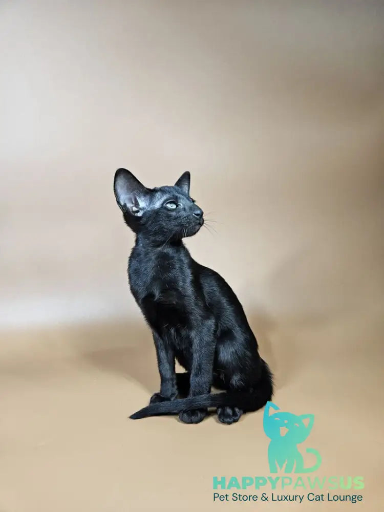 Melanica Oriental Shorthair female black live animals