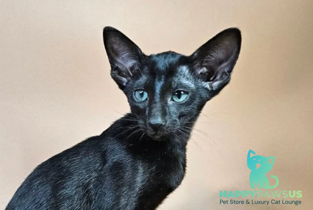 Melanica Oriental Shorthair female black live animals