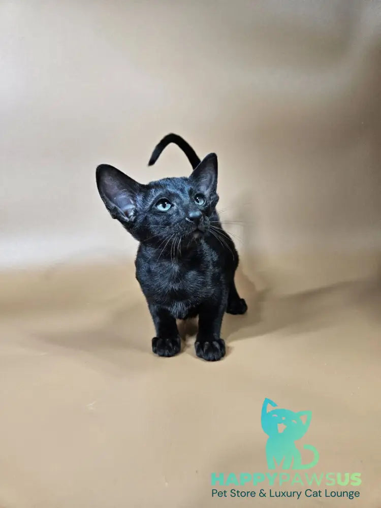 Melanica Oriental Shorthair female black live animals