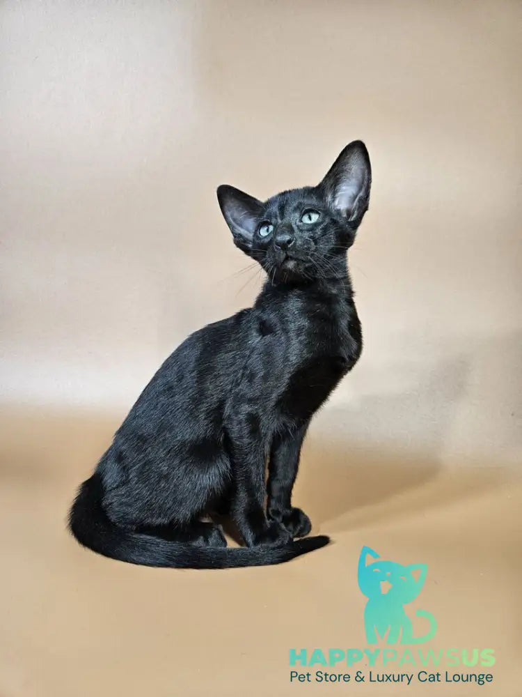 Melanica Oriental Shorthair female black live animals