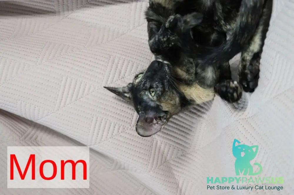 Melanica Oriental Shorthair female black live animals