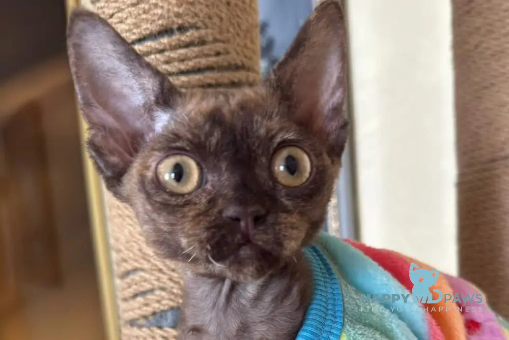 Melissa Devon Rex female chocolate tortie live animals