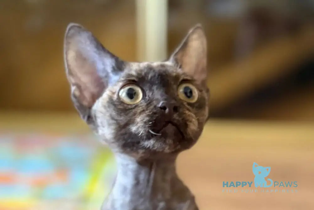 Melissa Devon Rex female chocolate tortie live animals