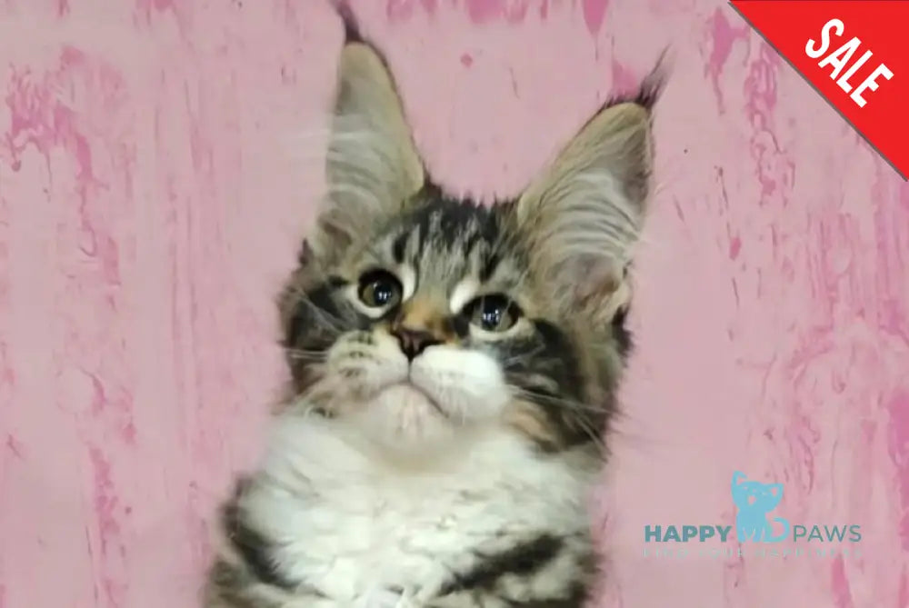 Melissa Maine Coon female black tabby with white live animals