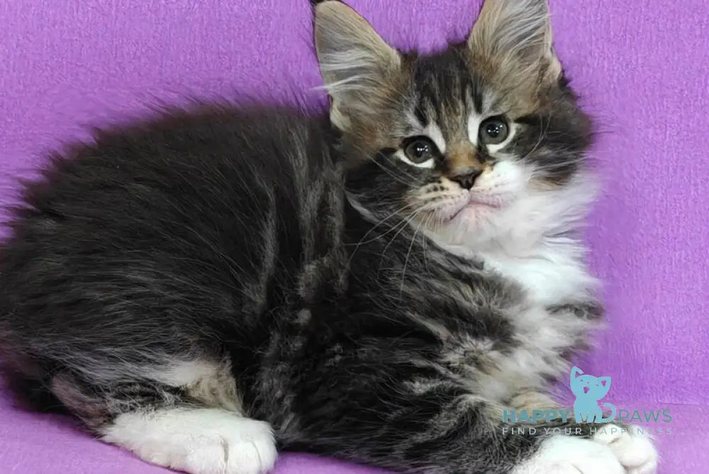 Melissa Maine Coon female black tabby with white live animals