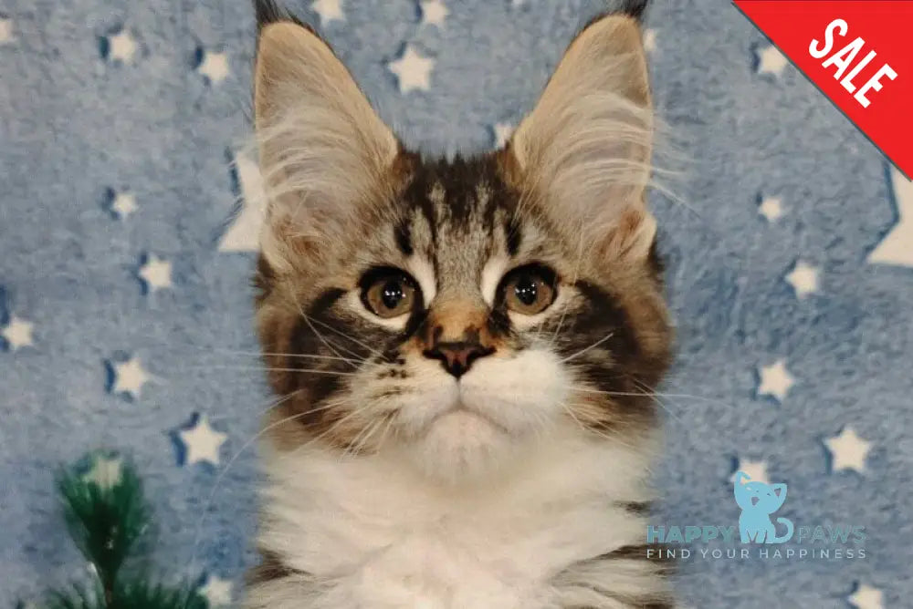 Melissa Maine Coon female black tabby with white live animals