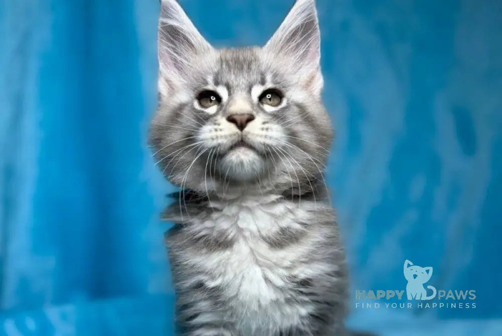 Melissa Maine Coon female blue silver tabby live animals