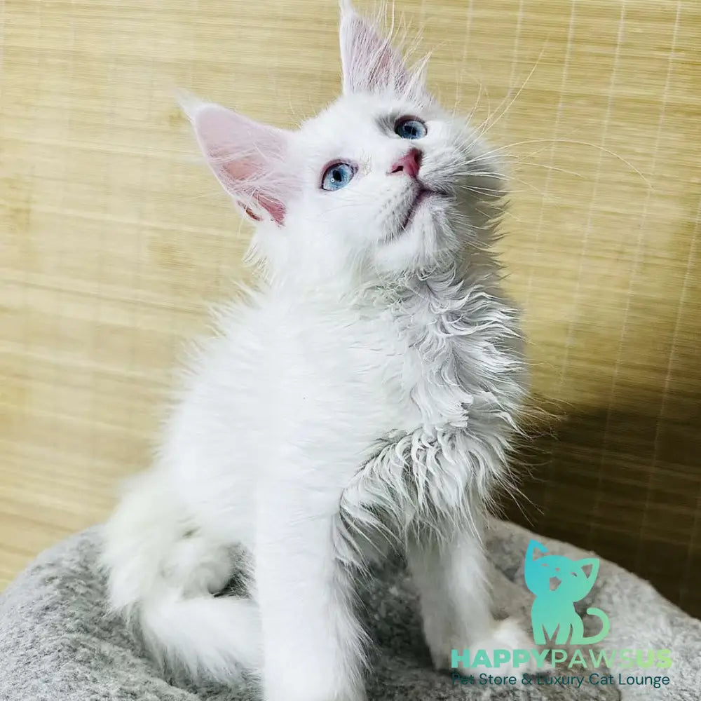 Melissa Maine Coon female white - live animals