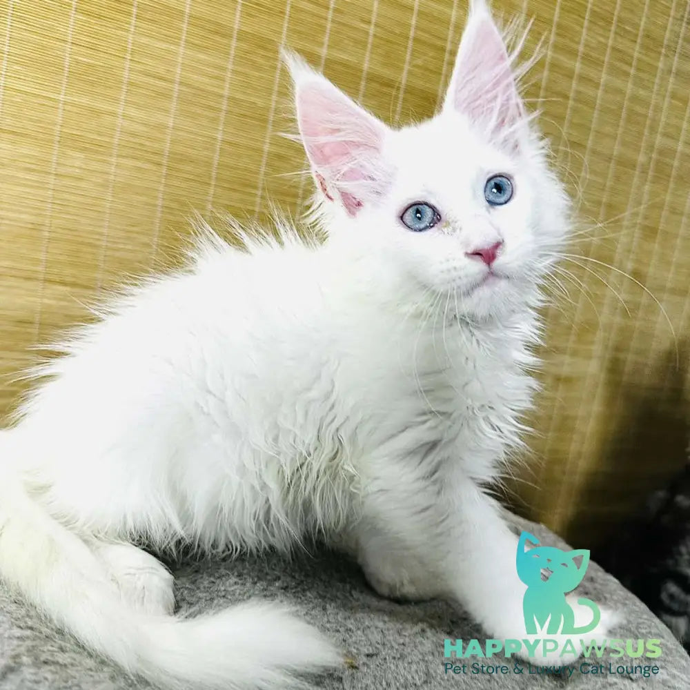 Melissa Maine Coon female white - live animals