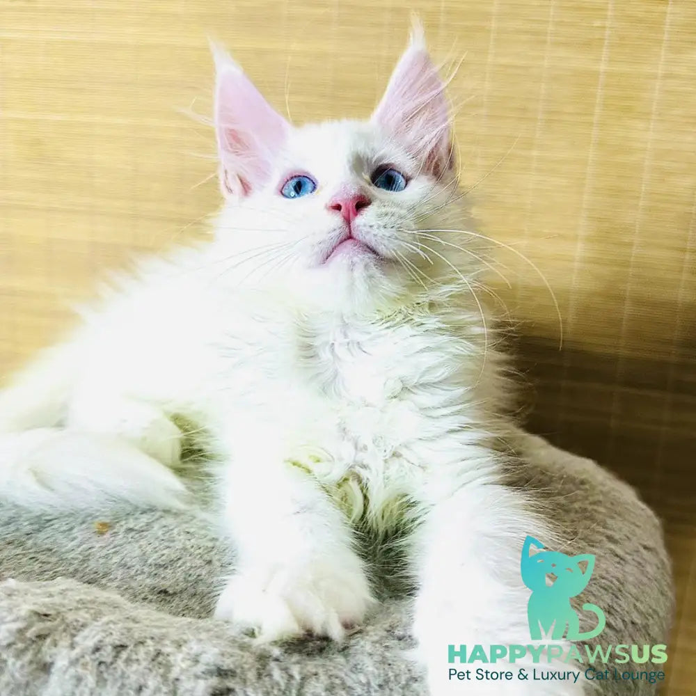 Melissa Maine Coon female white - live animals