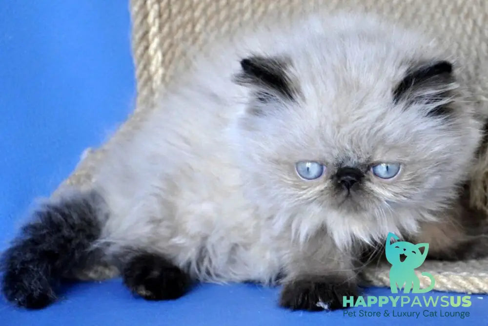 Melissa Persian female black pointed - live animals