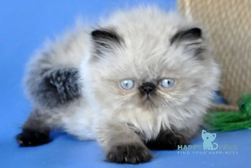 Melissa Persian female black pointed - live animals