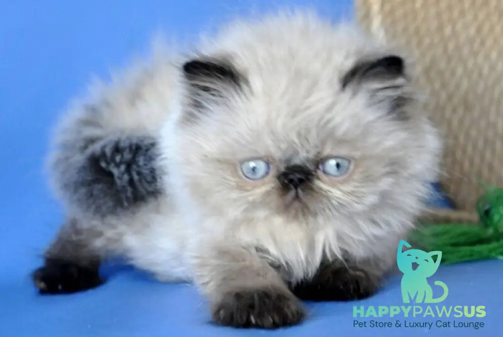 Melissa Persian female black pointed - live animals