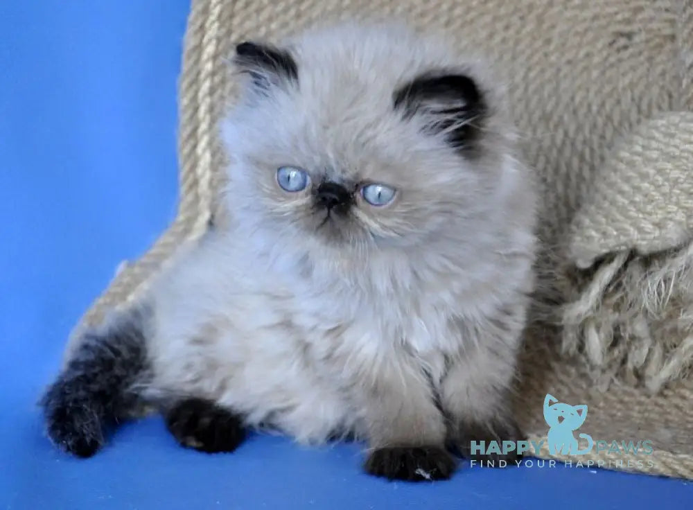 Melissa Persian female black pointed - live animals