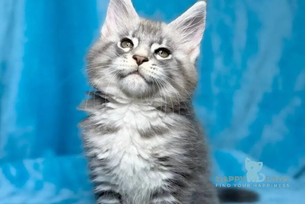 Mellisa Maine Coon female blue silver tabby live animals