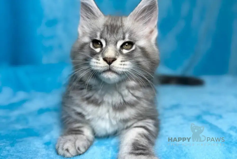 Mellisa Maine Coon female blue silver tabby live animals
