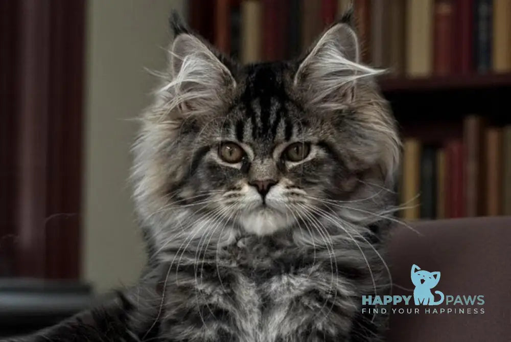 Melody Maine Coon female black tabby live animals