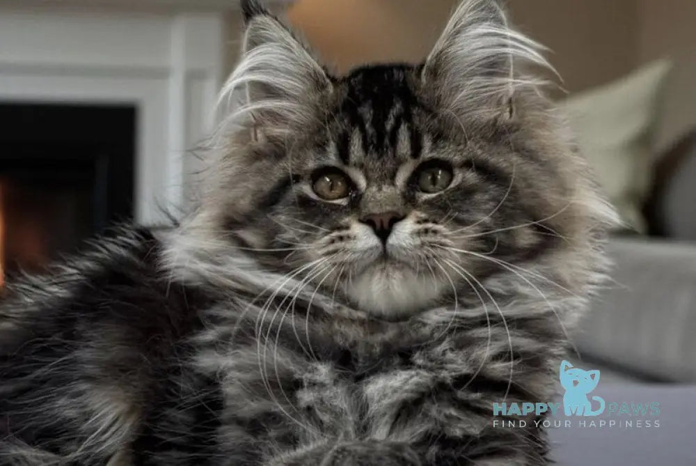 Melody Maine Coon female black tabby live animals