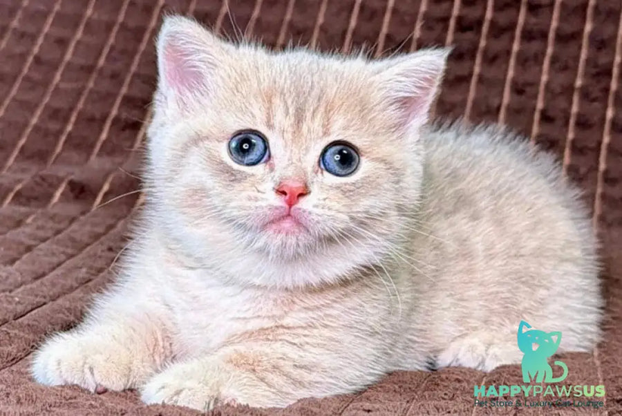 Melody Munchkin female blue golden spotted tabby - live animals