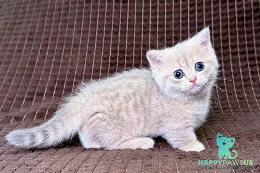 Melody Munchkin female blue golden spotted tabby - live animals