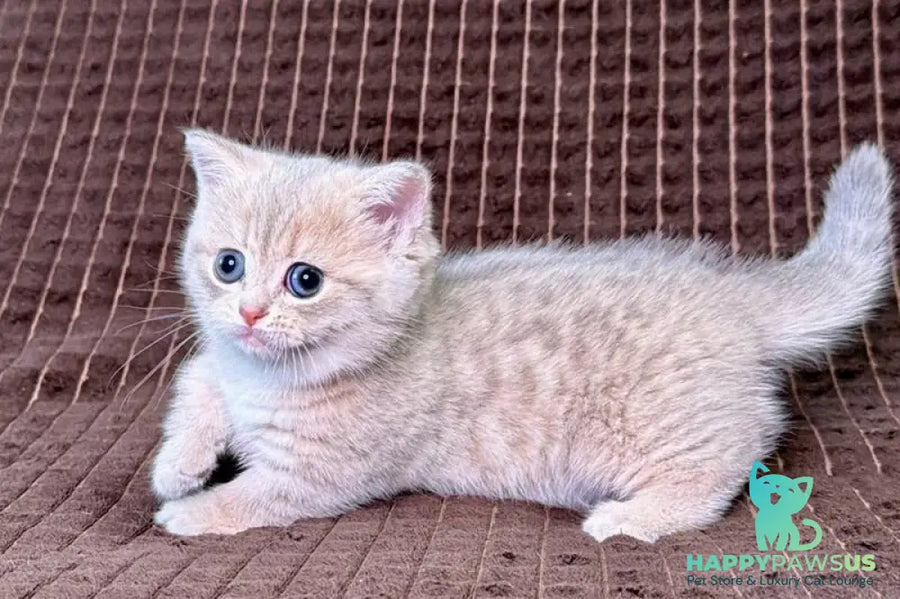 Melody Munchkin female blue golden spotted tabby - live animals