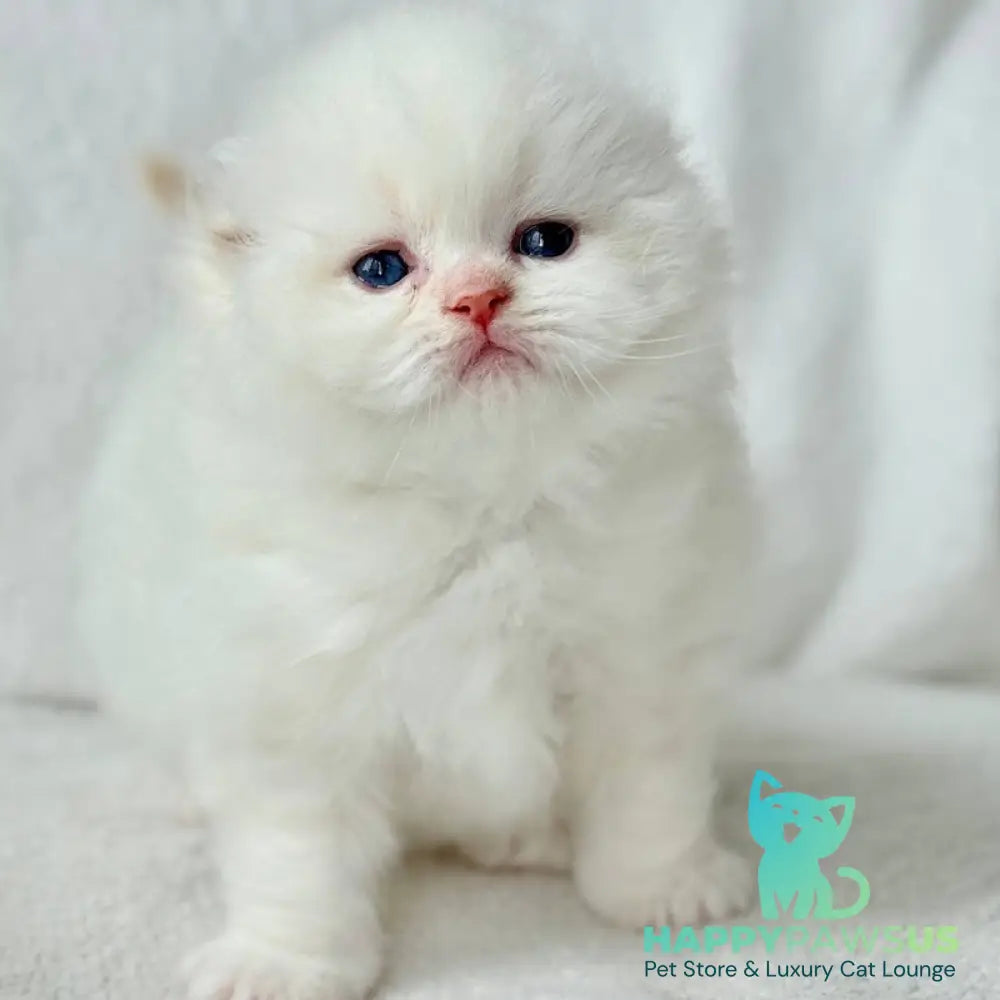 Melvan Scottish Fold male red - live animals