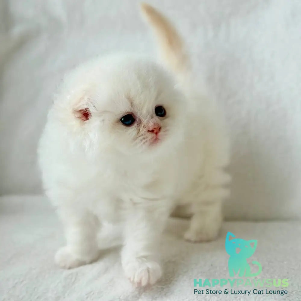 Melvan Scottish Fold male red - live animals