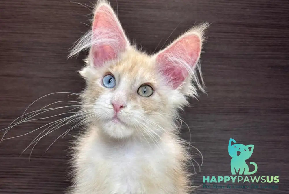 Melvin Maine Coon male cream silver with white - live animals