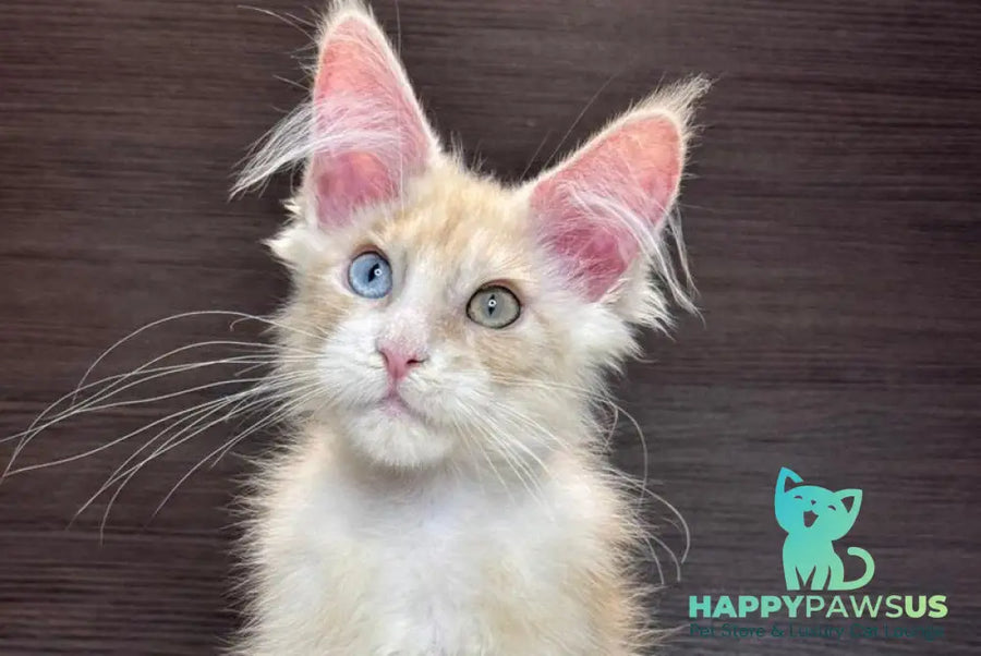 Melvin Maine Coon male cream silver with white - live animals