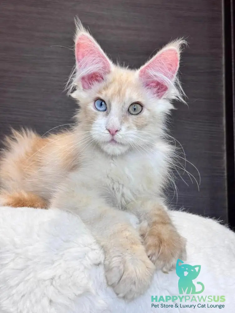 Melvin Maine Coon male cream silver with white - live animals