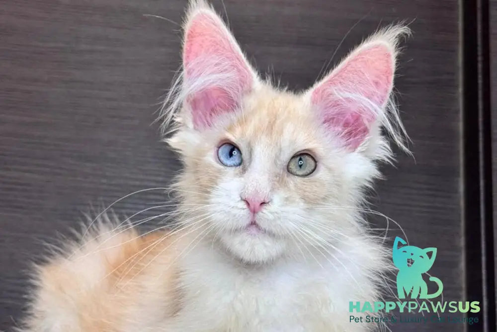 Melvin Maine Coon male cream silver with white - live animals