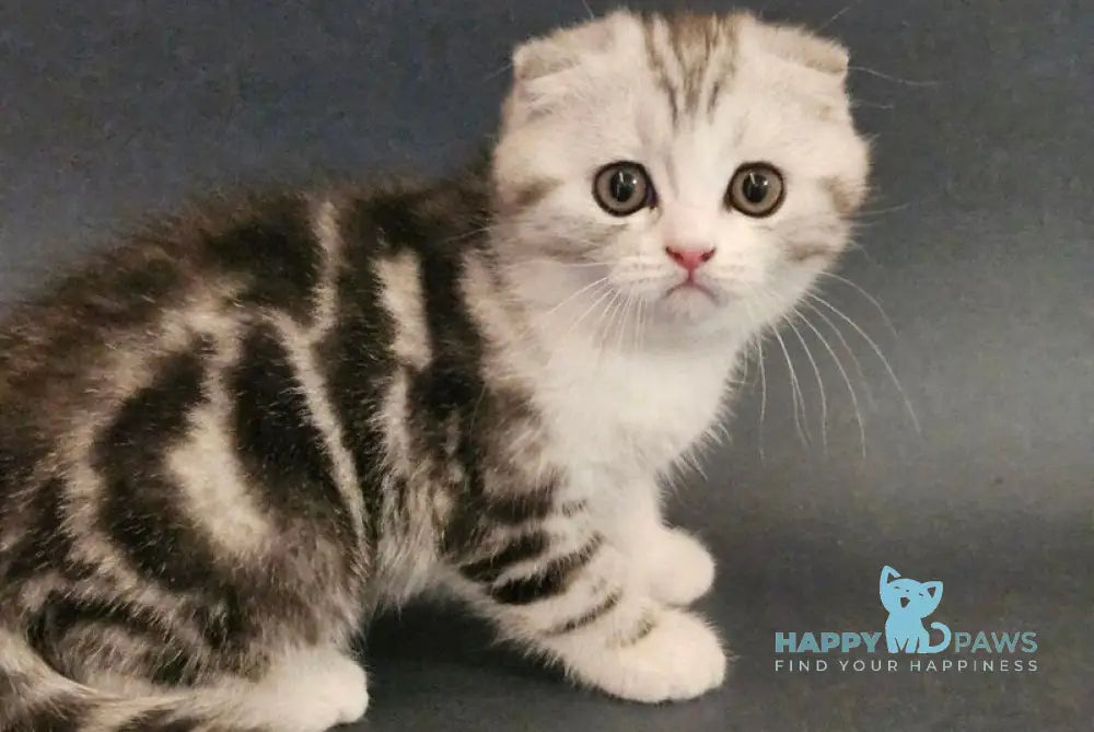 Melvin Scottish Fold male black silver tabby bicolour live animals