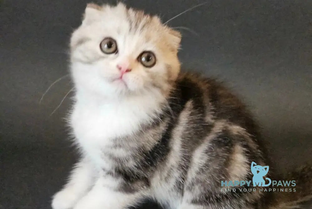 Melvin Scottish Fold male black silver tabby bicolour live animals