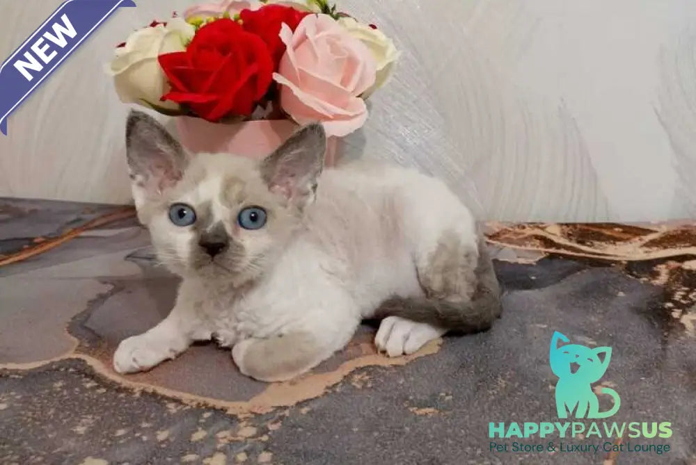Mercedes Devon Rex female blue pointed bicolour - live animals