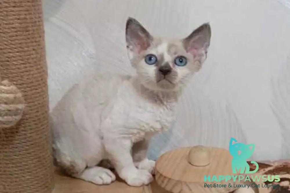 Mercedes Devon Rex female blue pointed bicolour - live animals