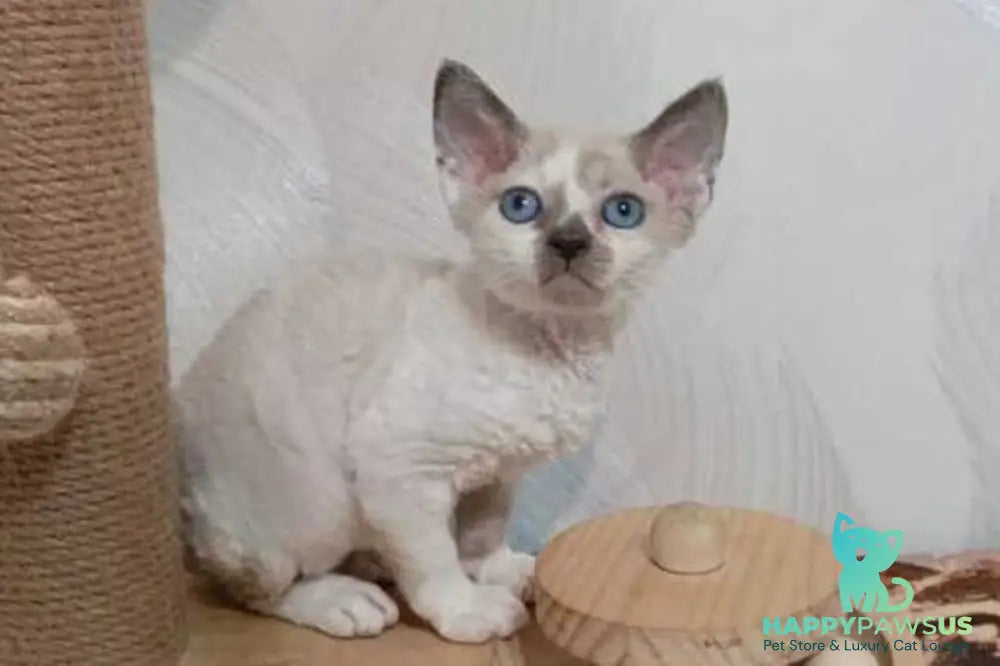 Mercedes Devon Rex female blue pointed bicolour - live animals